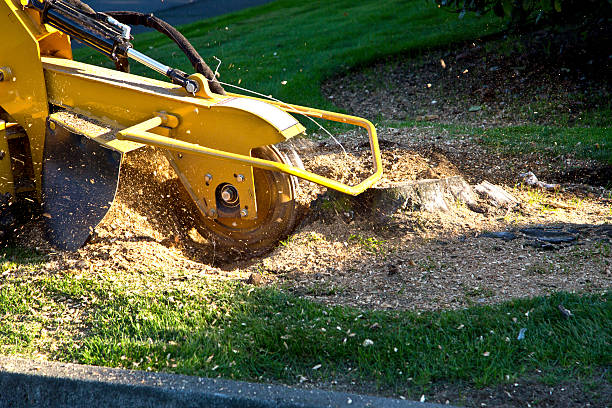 Best Seasonal Cleanup (Spring/Fall)  in Evansville, WI